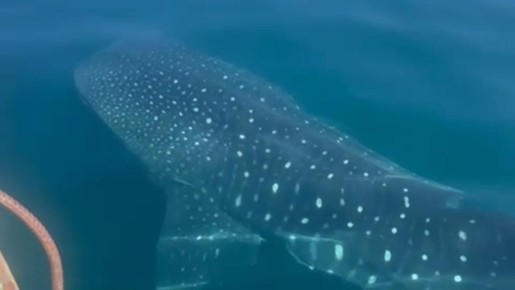 Nadadoras encontram tubarão-baleia em travessia do Leme ao Pontal; veja o vídeo