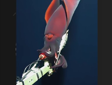 Vídeo flagra espécie rara de lula, uma das maiores que vive em águas profundas; vídeo