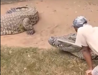 Crocodilo de 4,5m quase arranca órgãos genitais de cuidador durante apresentação; vídeo