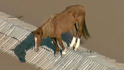 Globocop flagra cavalo ilhado na região de Canoas