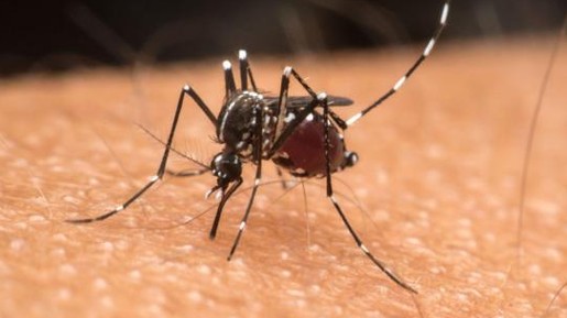 Especialistas dizem ser impossível erradicar o Aedes aegypti como no passado: 'No máximo controlar'
