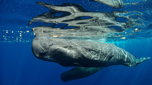 Ritmo, tempo e rubato: cientistas descobrem 9 mil 'códigos' em conversas entre baleias