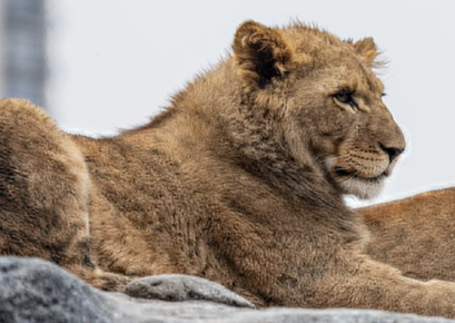 Filhote de leão é submetido à eutanásia em zoo nos EUA e causa comoção na web