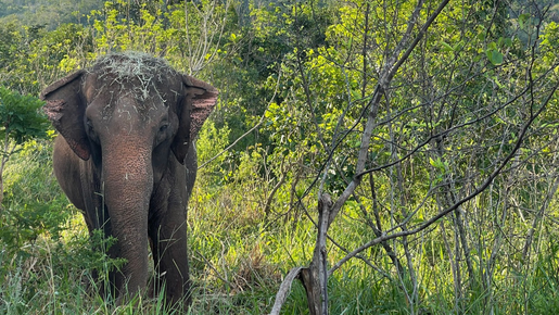 'Lady não quis mais levantar': elefanta que vivia em santuário morre por eutanásia aos 52 