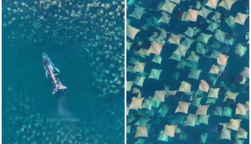 Fotógrafo paulistano registra imagem rara de cardume de arraias dançando com baleia jubarte