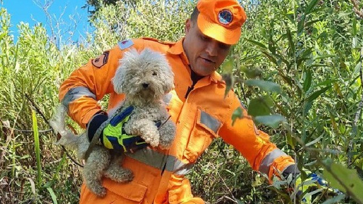 Cãozinho perdido é resgatado após ficar horas com coleira presa em bambuzal