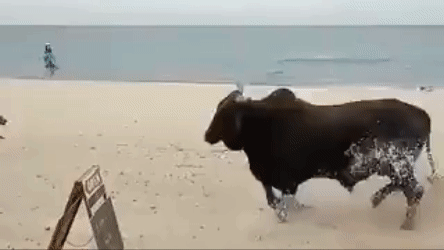 Touro indomável: animal ataca turistas e cachorros em praia do México; vídeo