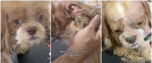Pet shop decide não devolver cachorro para dona alegando maus-tratos; veja condições