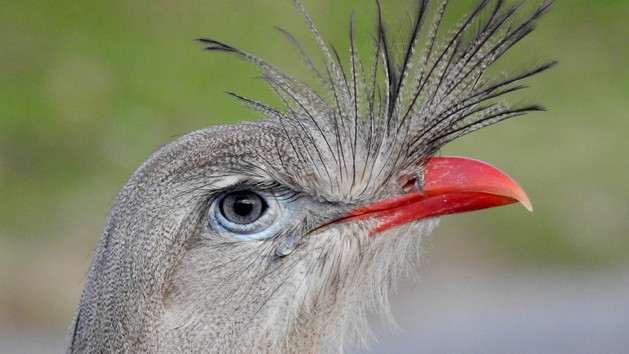 Duas aves brasileiras estão entre as mais barulhentas do mundo, mostra estudo