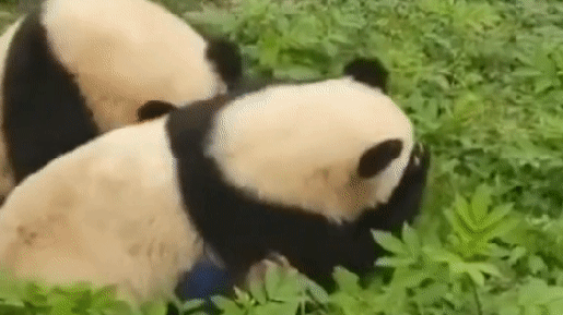 Pandas atacam tratadora na frente de visitantes em zoológico na China; veja vídeo