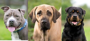 Pit bull, fila brasileiro e rottweiler: conheça principais raças de cães proibidas no mundo 