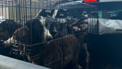 Homem é preso por suspeita de maus-tratos: 12 cães estavam trancados no escuro sem comer