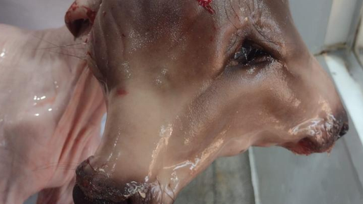 Caso raro: vídeo mostra bezerro com duas cabeças encontrado dentro de vaca abatida