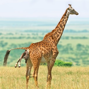Vídeo mostra girafinha nascendo e conseguindo ficar de pé poucos minutos depois