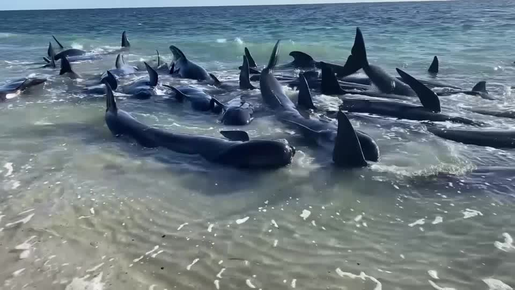 Mais de 100 baleias-piloto encalham em praia turística da Austrália; vídeo