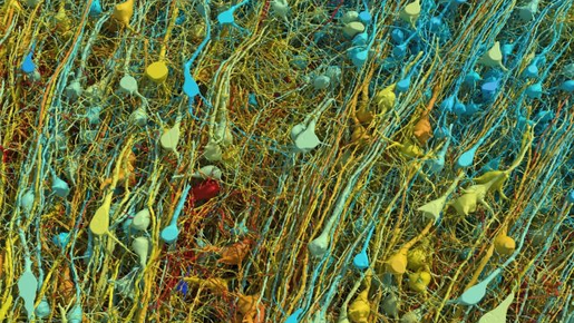 Imagens revelam em detalhes um milímetro cúbico do cérebro humano com 150 milhões de sinapses