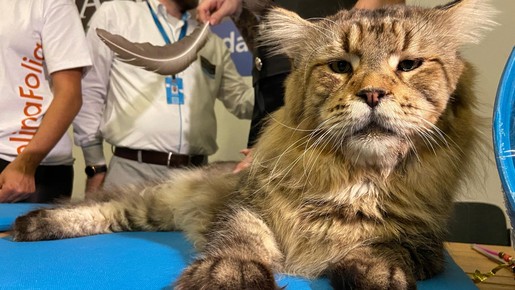 Gato brasileiro de 1,30m é candidato a maior do mundo: 'Está com 12,8kg'