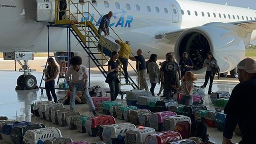 Avião de Leila, do Palmeiras, pousa em SP com mais de 100 animais resgatados no RS