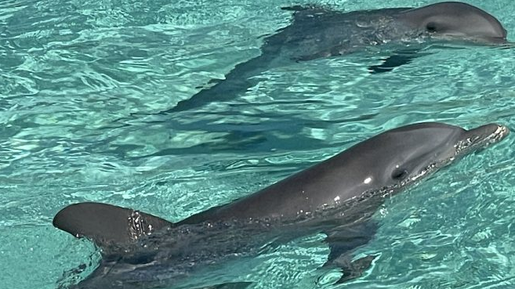 Golfinhos são abandonados em resort de luxo nas Bahamas; 8 morreram de fome