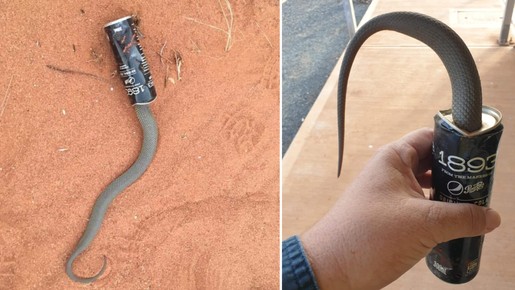 Presas em latas: mortes de cobras por estresse térmico expõem tendência alarmante