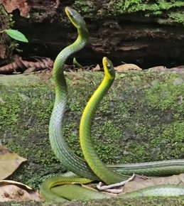 Moradora filma 'duelo' de cobras para ver quem vai acasalar com fêmea em parque do Rio; vídeo
