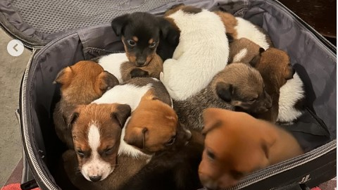 Mala fechada com 13 filhotes de cachorro em SC é abandonada na frente de condomínio; VÍDEO