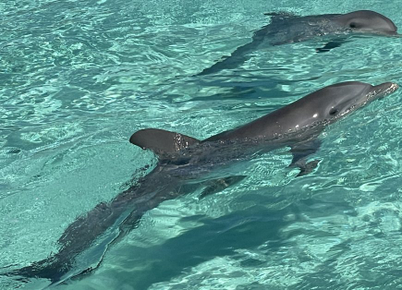 Golfinhos são abandonados em resort de luxo nas Bahamas; 8 morreram de fome
