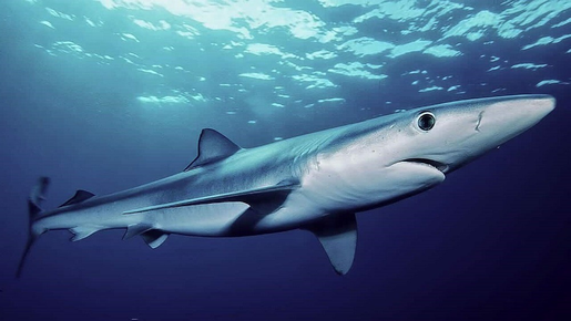 Dois tubarões-azuis com 2,5 metros são vistos em lagoa de Portugal; vídeo