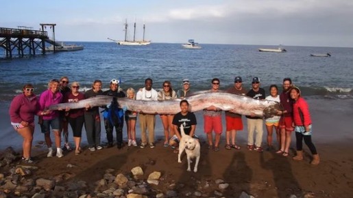 'Peixe do fim do mundo': veja os maiores exemplares já capturados da espécie