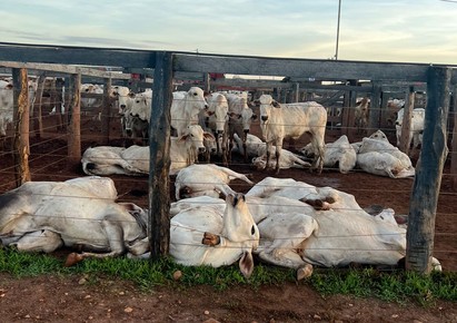 Mais de 80 bois morrem eletrocutados em curral de leilão e prejuízo passa de R$ 200 mil