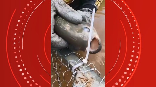 Piranha corta armadilha de pesca com os dentes afiados e viraliza na internet