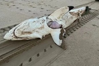 Tubarão-branco de 4,5m, com golfinho dentro dele, é morto por orca na África do Sul; fotos