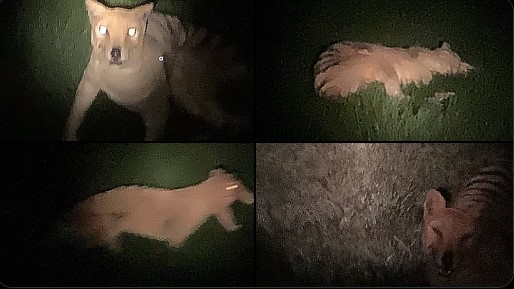 Verdade ou farsa? Imagens virais podem mostrar que o lobo-da-Tasmânia não foi extinto