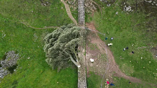 Jovem de 16 é preso após árvore de mais de 200 anos, cenário de Robin Hood, ser derrubada