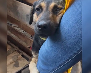 Cachorro comove em resgate ao abraçar veterinária; vídeo
