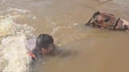 Vice-prefeito resgata cavalo em Canoas; vídeo