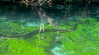 Turista flagra sucuri gigante nadando nas águas cristalinas de Bonito; veja vídeo