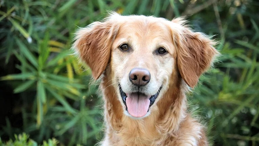 Vacina anti-câncer para cães dobra a taxa de sobrevivência dos animais  