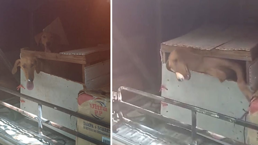 Seis cachorros são resgatados trancados em bagageiro de ônibus em viagem que levaria 32h