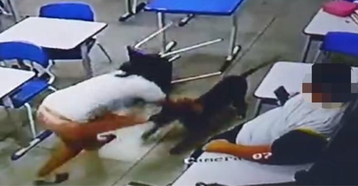 Estudante de 12 anos é atacada por cão dentro de sala de aula em GO; vídeo é forte