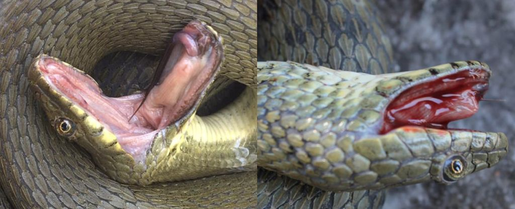 Cobras se fingem de mortas e sangram pela boca para se defender de predadores