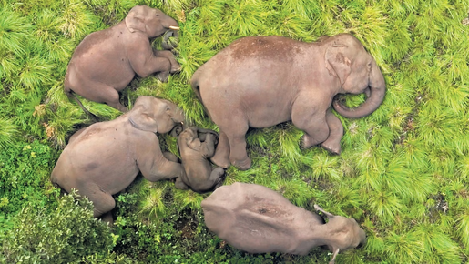 Manada de elefantes é gravada por drone enquanto dorme na Índia; veja vídeo