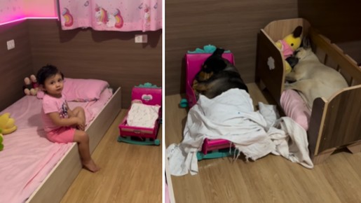 Menina espera cães para dormir todos os dias e cena viraliza: 'Lindo de ver'