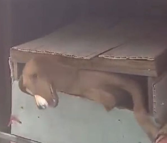 Seis cães são resgatados de bagageiro de ônibus em viagem que levaria 32h