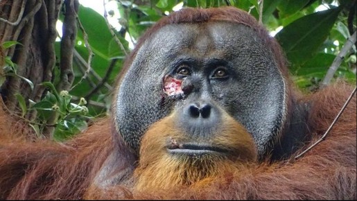 Orangotango selvagem é visto usando pasta de planta que ele fez para curar ferida