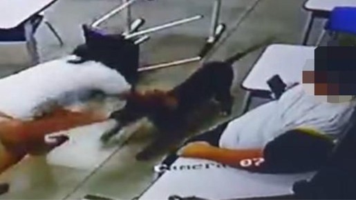 Colegas de aluna atacada por cão dentro de sala de aula gritaram desesperados; vídeo