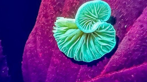 Plantas e animais usam cores para 'mensagens' que só ultravioleta consegue captar