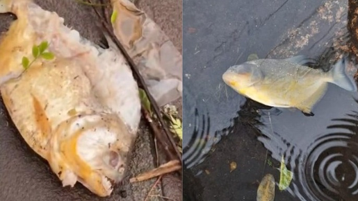 Piranhas são achadas nas ruas de Porto Alegre; vídeo